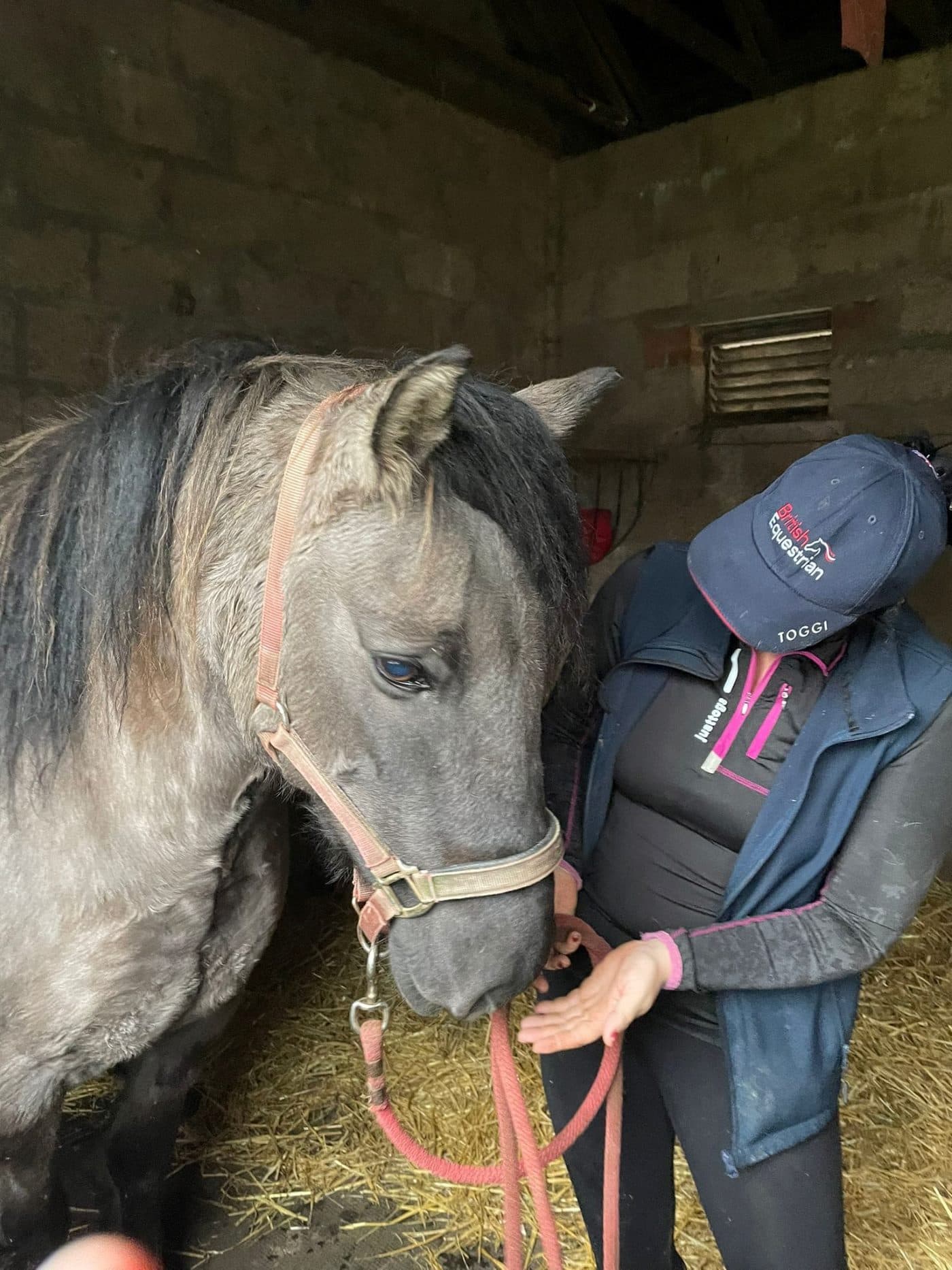 A horse standing calmly with its practitioner during a visit