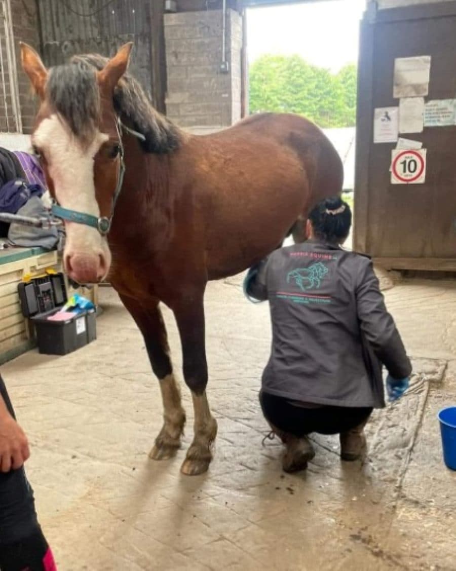 Stacy working calmly beneath a horse at a yard visit